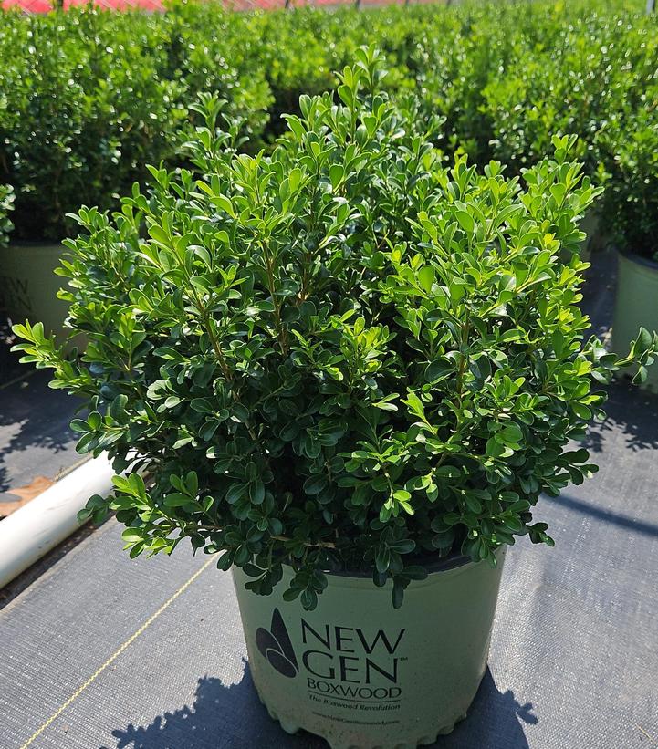 Buxus NewGen Independence®