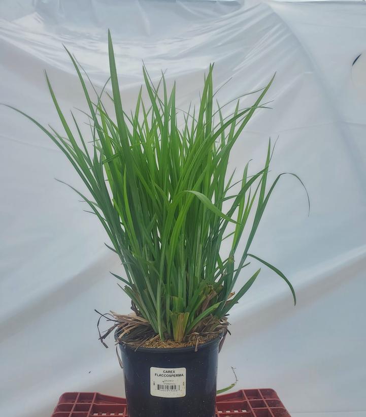 Carex flaccosperma 