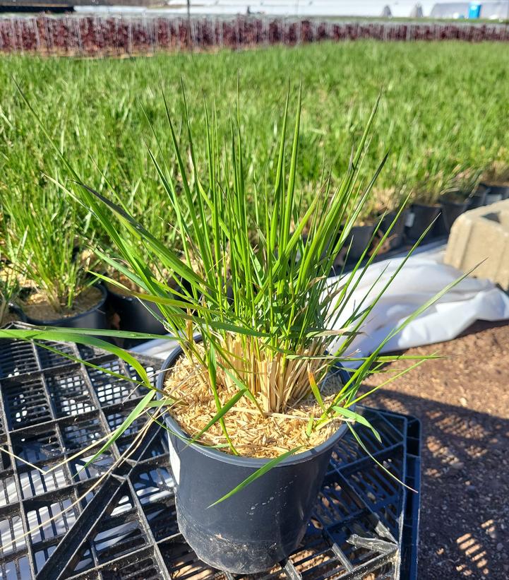 Calamagrostis a. Karl Foerster