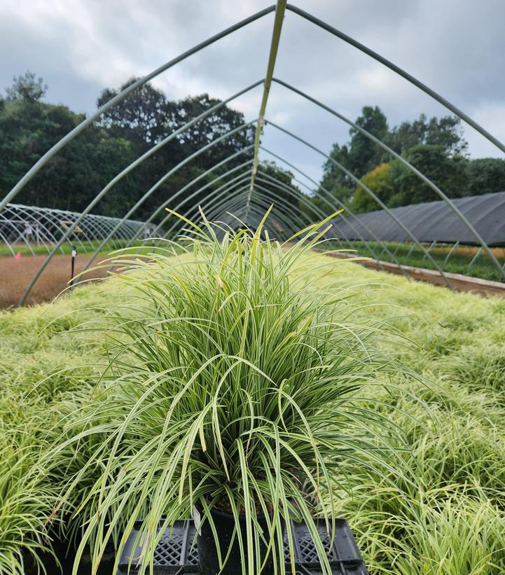 Carex morowii Silver Sceptre