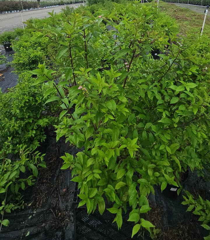 Callicarpa dich. Early Amethyst