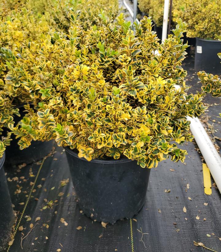 Buxus sinica v. Ins. Sunburst