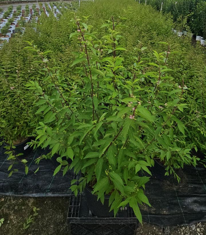 Callicarpa dich. Early Amethyst