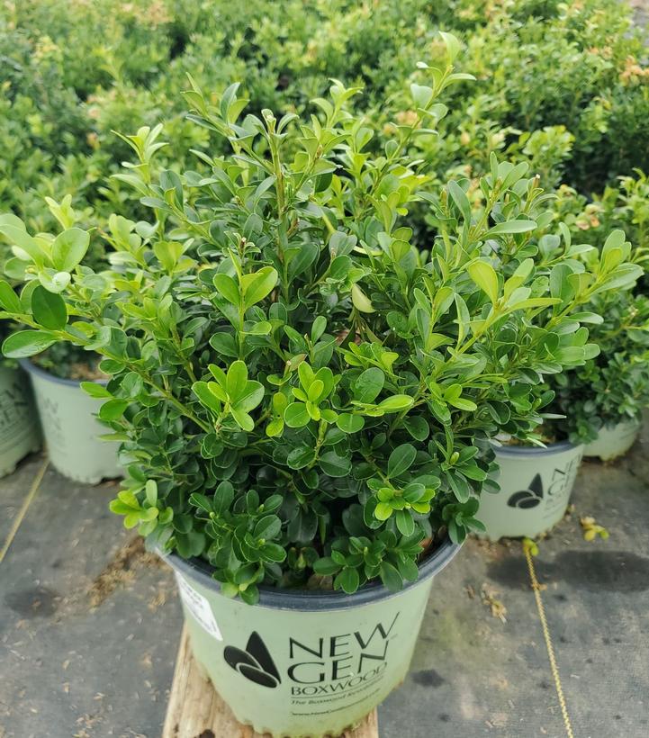 Buxus NewGen Independence®