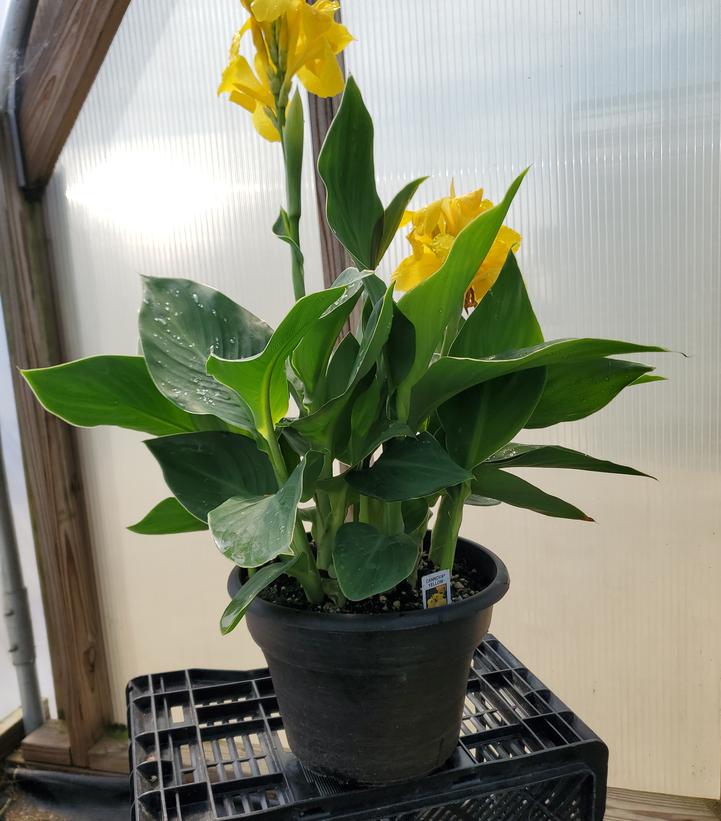 CANNA `CANNOVA YELLOW` 