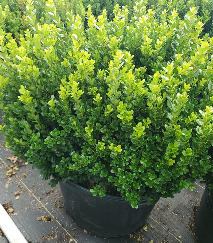 Buxus NewGen Freedom®