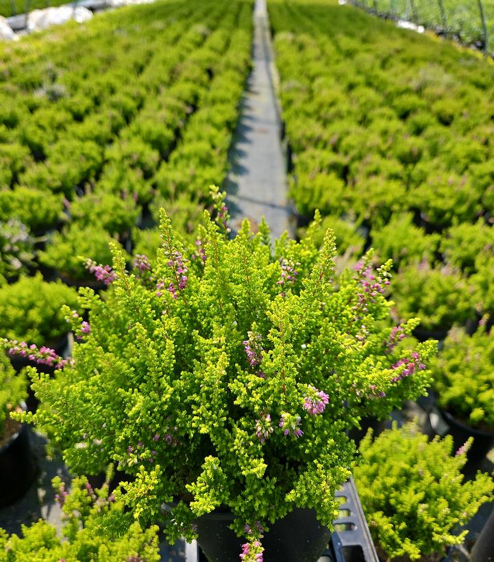 Calluna vulgaris Firefly