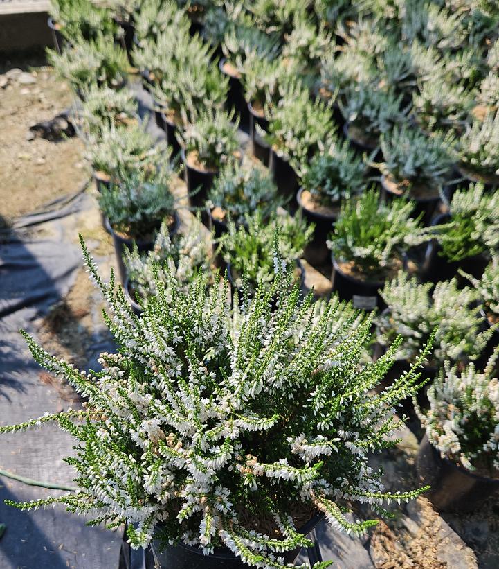 Calluna vulgaris Maires