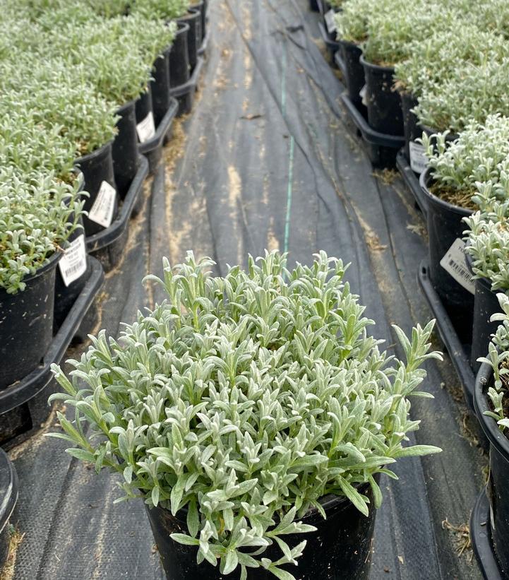 Cerastium tomentosum 'YoYo'