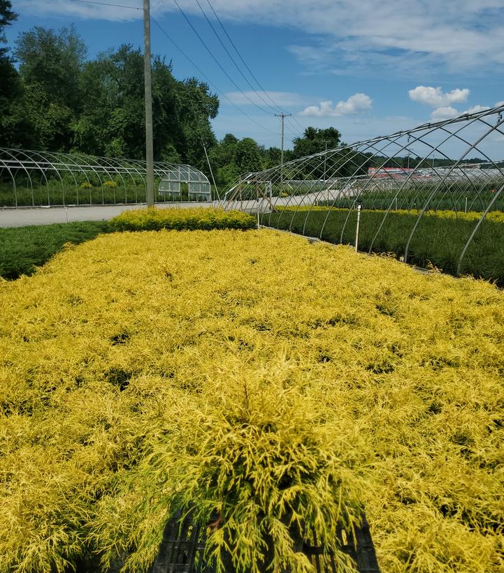 Chamaecyparis pisifera 'Filifera Aurea'