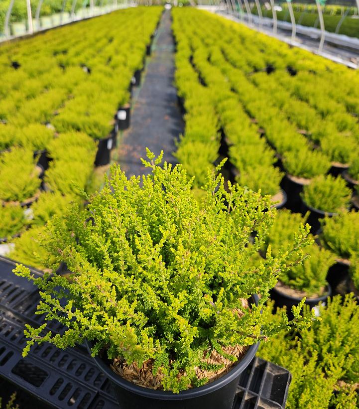 Calluna vulgaris Firefly