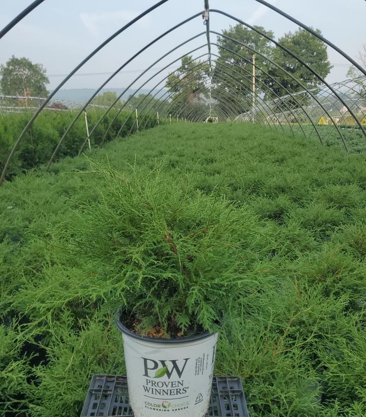 Chamaecyparis lawsoniana Haywire®