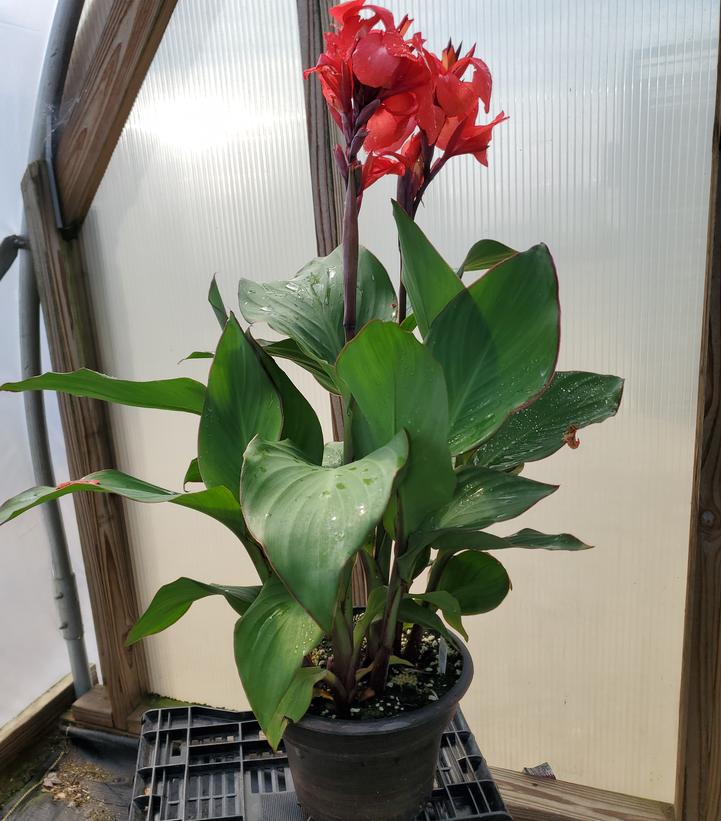 CANNA `CANNOVA ROSE` 