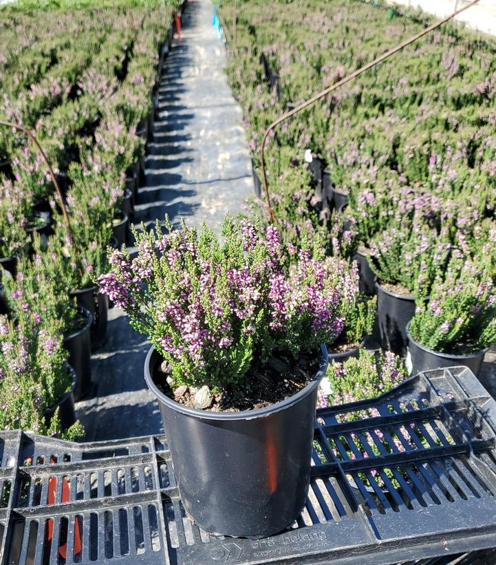 Calluna vulgaris Beauty Ladies® 'Luca'