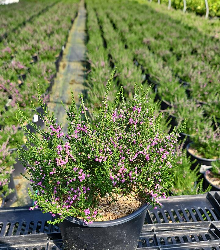 Calluna vulgaris Tib