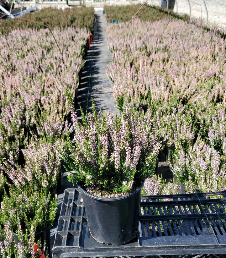 Calluna vulgaris Beauty Ladies® 'Michelle'