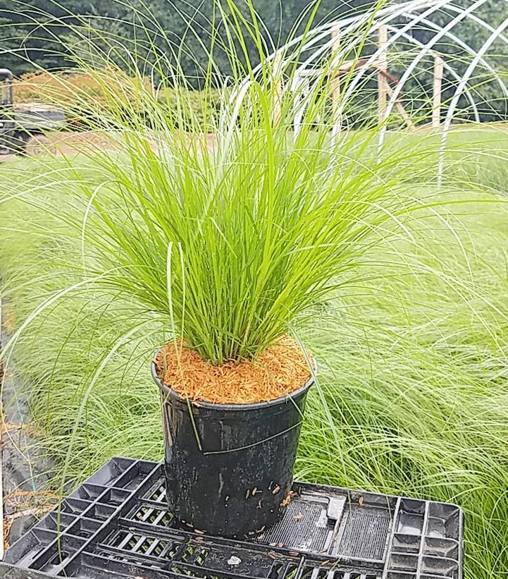 Carex vulpinoidea 