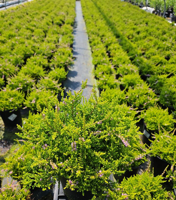 Calluna vulgaris 'Blazeaway'