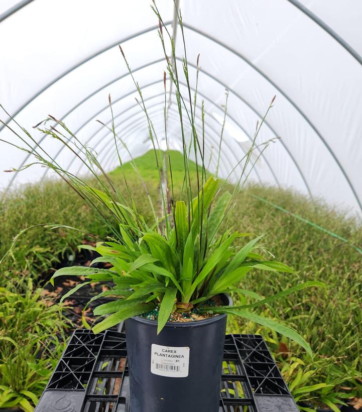 Carex plantaginea 