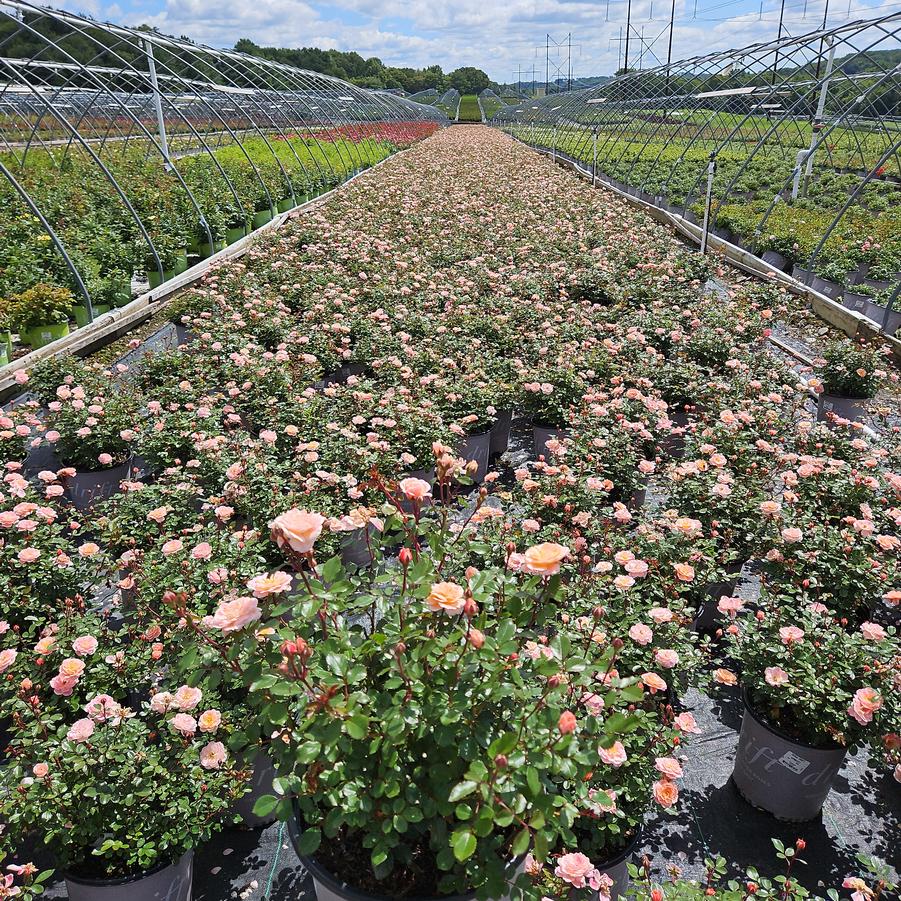 Rosa Apricot Drift®