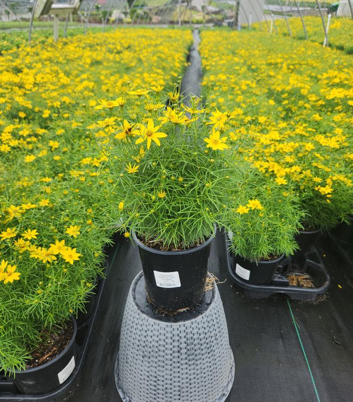 Coreopsis verticillata Zagreb