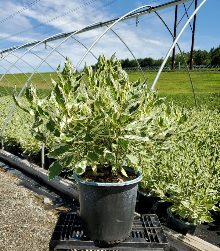 Cornus alba Ivory Halo®