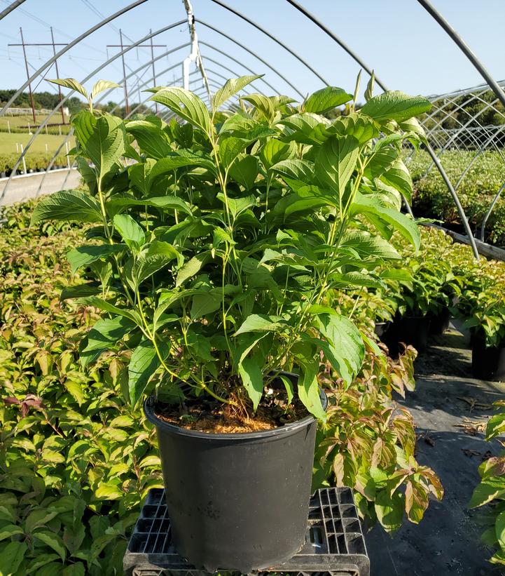 Cornus sericea Kelseyi