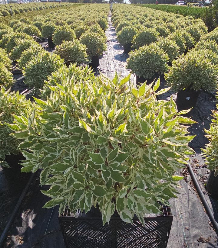 Cornus alba Ivory Halo®