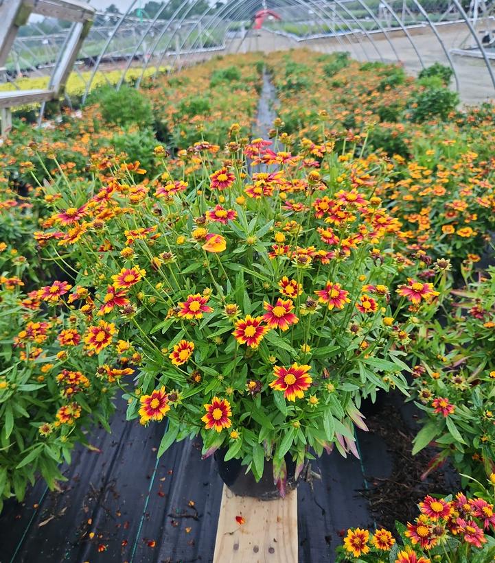 Coreopsis Lil' Bang™ Sun Splash