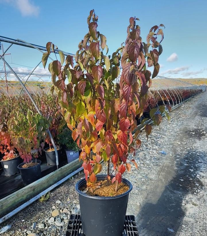 Cornus racemosa 