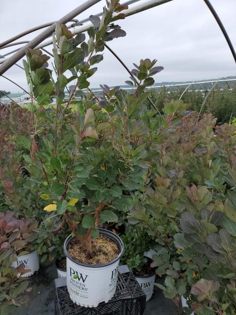 Cotinus coggygria The Velvet Fog®