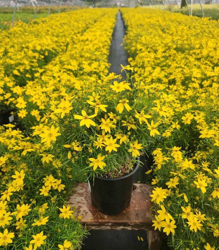 Coreopsis verticillata Zagreb