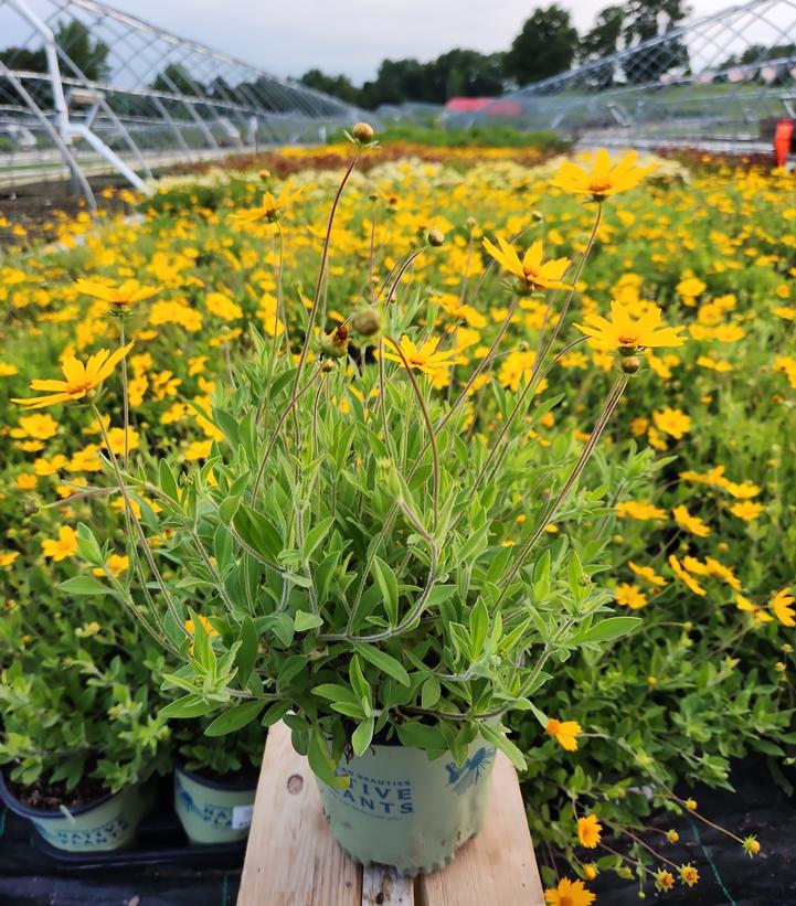 Coreopsis Sunshine Superman