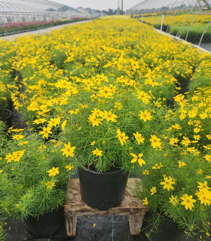 Coreopsis verticillata Zagreb