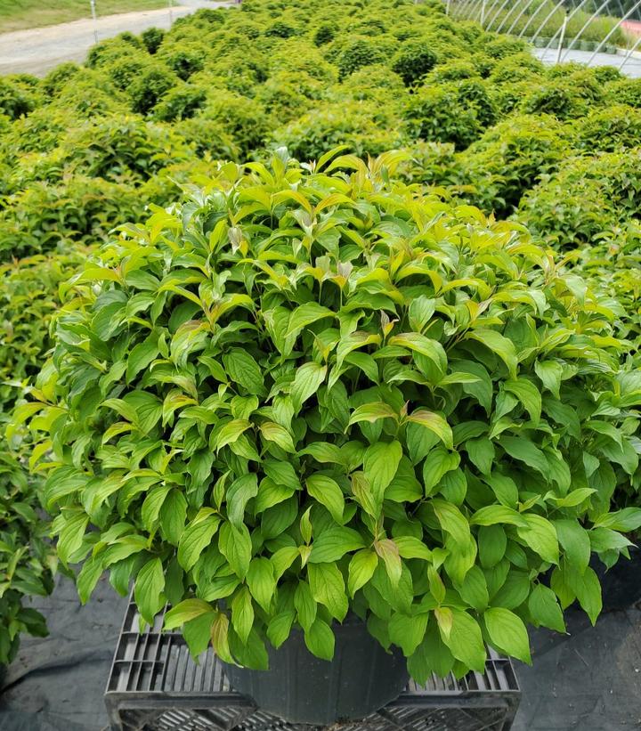 Cornus sericea Kelseyi