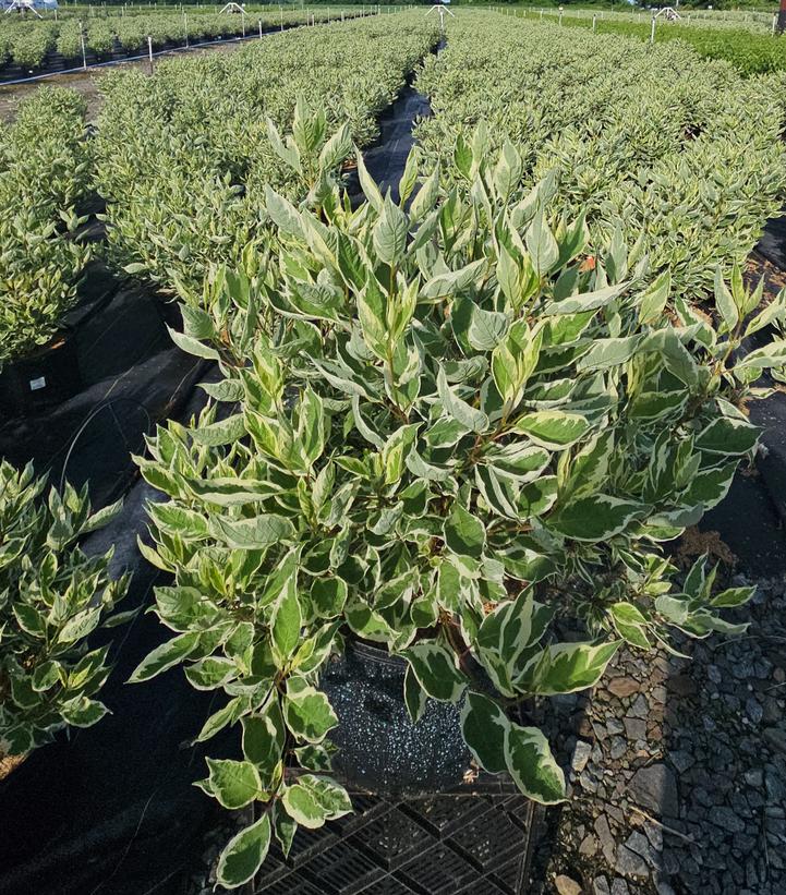 Cornus alba Ivory Halo®