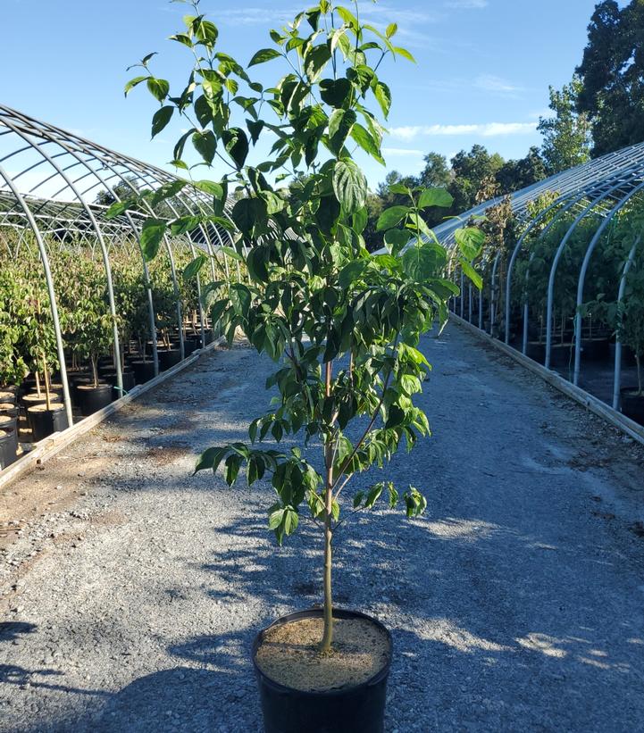 Cornus florida 'Cherokee Princess'