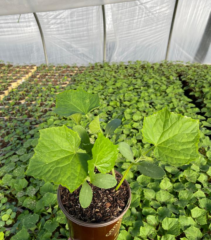 Cucumber hybrid Green Light