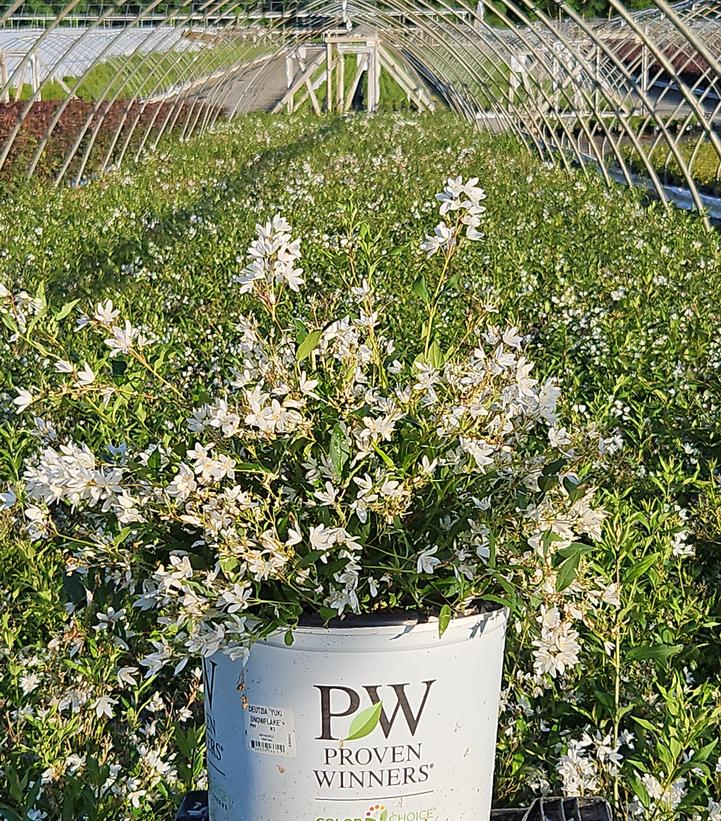 Deutzia x Yuki Snowflake®