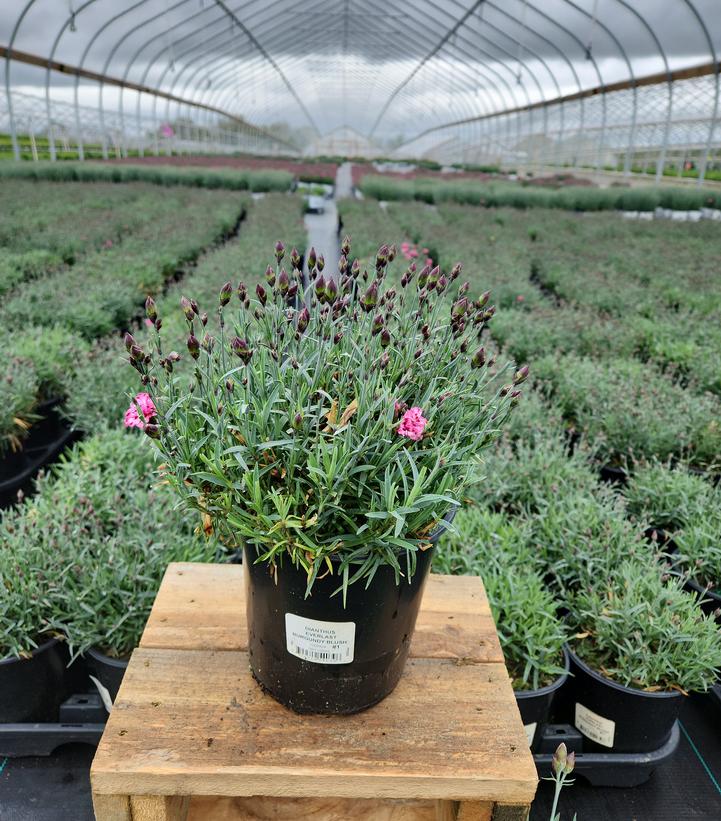 Dianthus Everlast™ Burgundy Blush