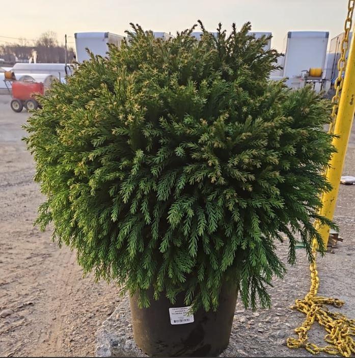 CRYPTOMERIA JAPONICA `GLOBOSA NANA` 