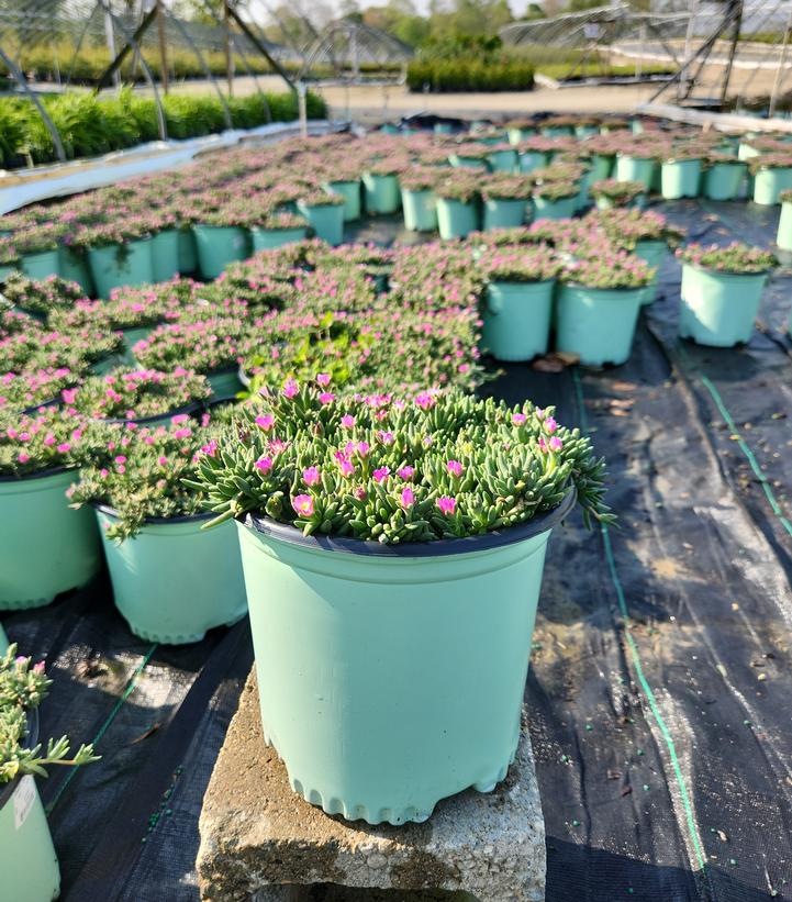 Delosperma cooperi 'Jewel of Desert Rosequartz'