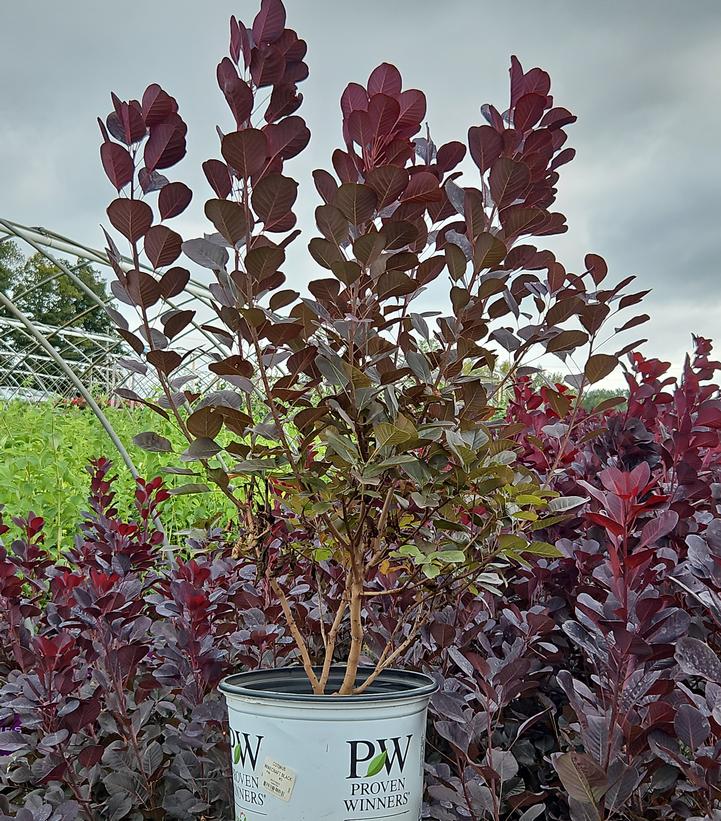 Cotinus coggygria Winecraft Black®