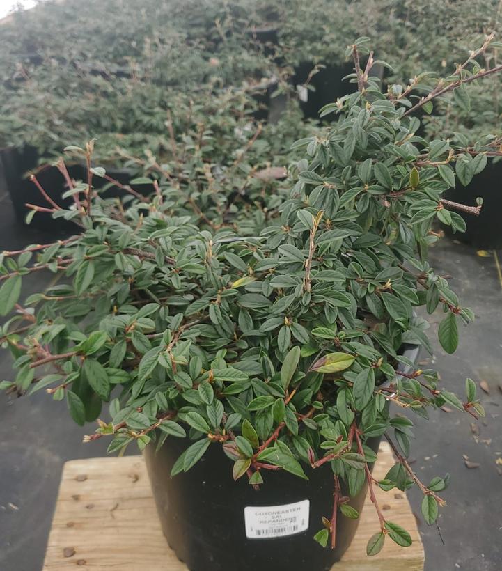 Cotoneaster sal. Repandens