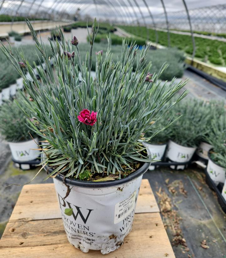 Dianthus hybrid Fruit Punch® 'Black Cherry Frost'