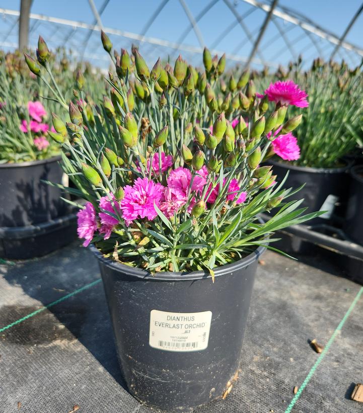 Dianthus Everlast™ Orchid