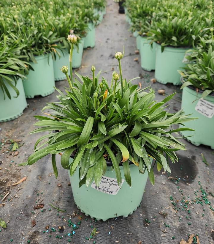 Armeria pseudarmeria Dreameria® Sweet Dreams