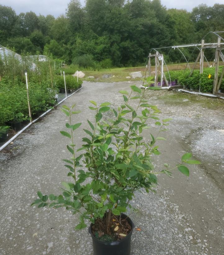 Amelanchier canadensis 