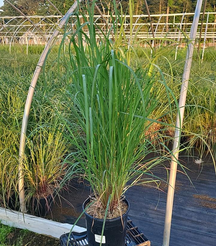 Andropogon gerardii 'Rain Dance'