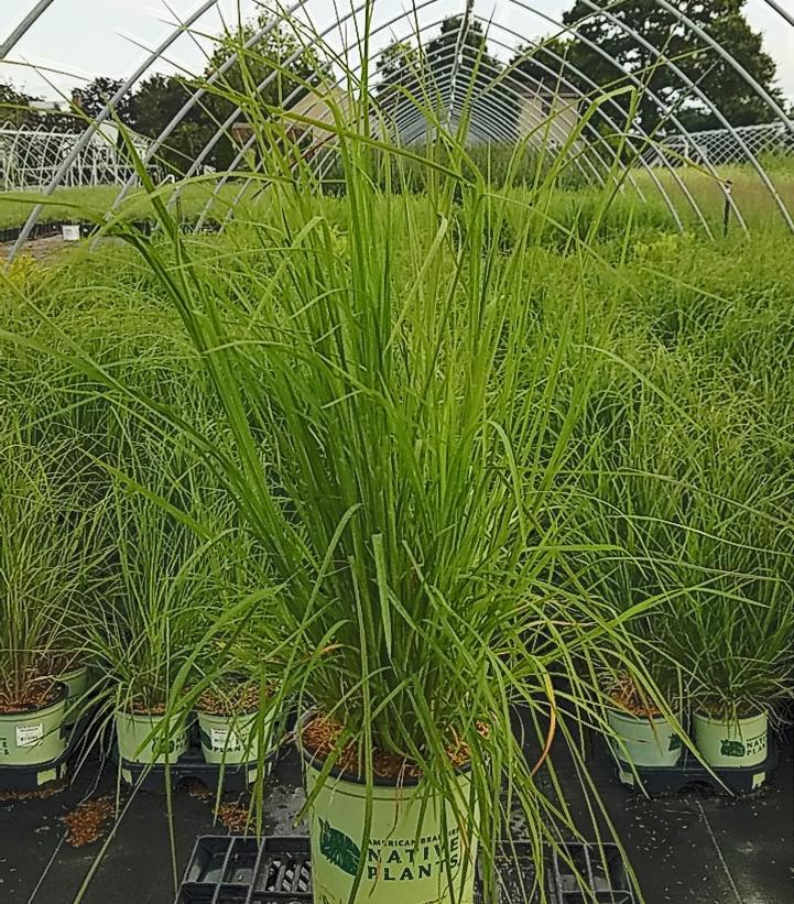 Andropogon virginicus 